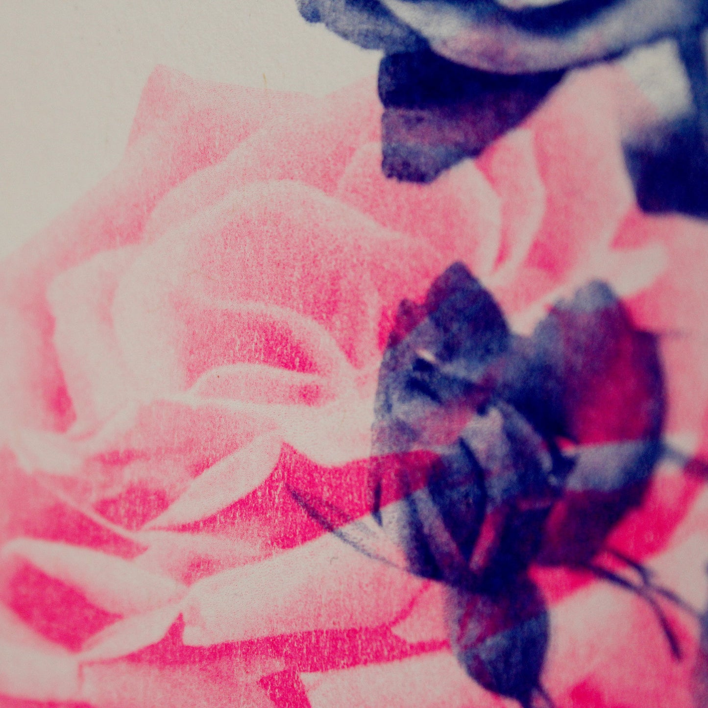 Riso Rosen (Limitierte Risographie) | Risographie Print